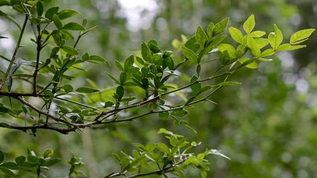 Bilva leaves