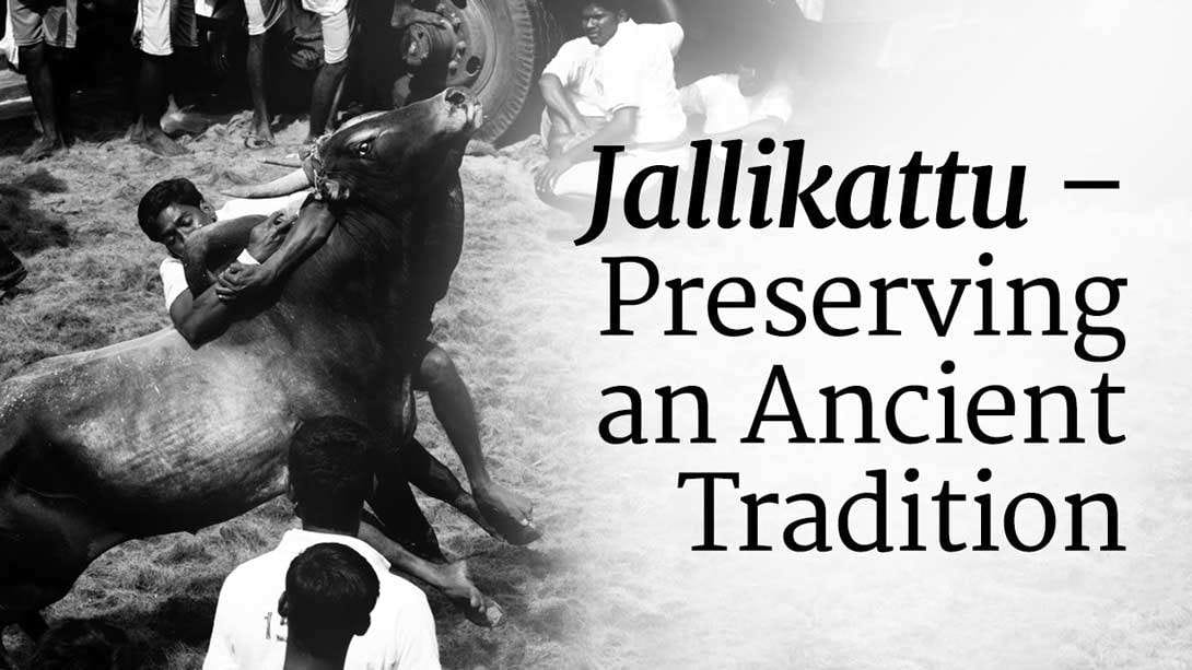Jallikattu – Preserving an Ancient Tradition