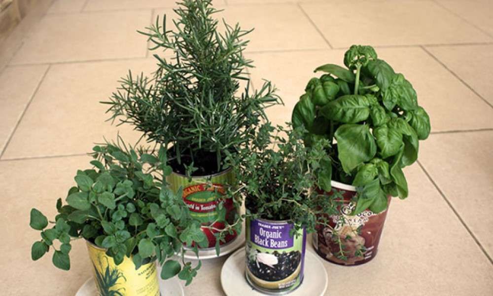 grow-your-own-container-garden