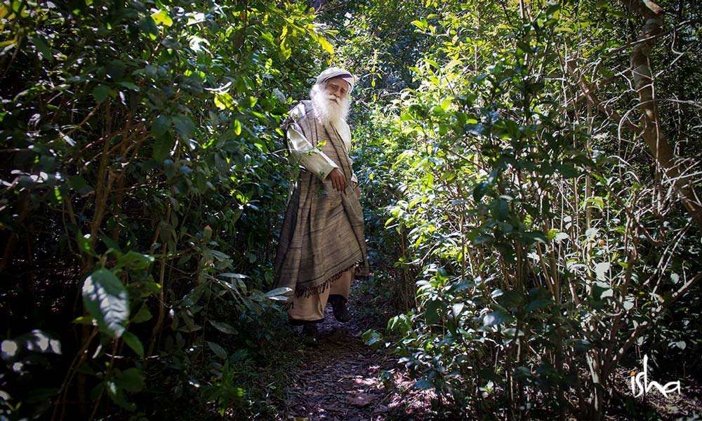 Sadhguru in the middle of a thicket | Vanaprastha: Becoming Conscious of Your Mortality