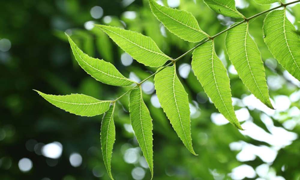 Very beneficial neem leaves up close.