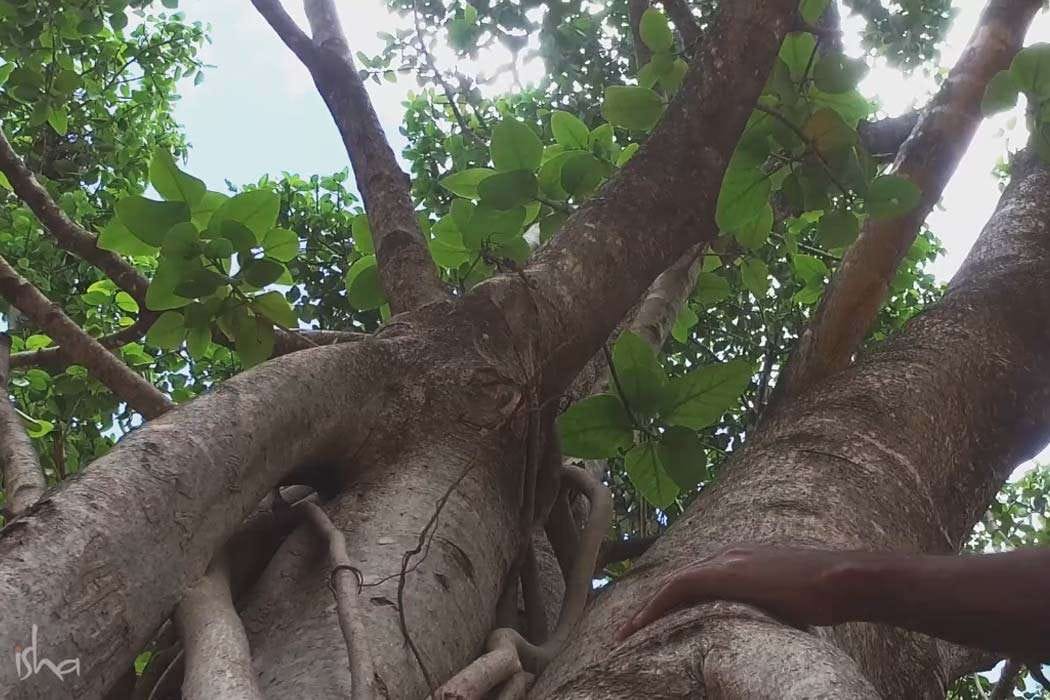 நமது சுற்றுச்சூழல், நமது உயிர்