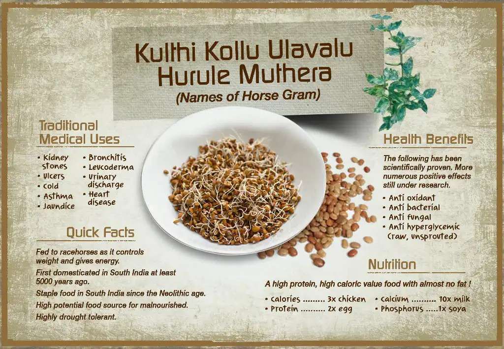 kulthi-horse-gram-nutrition-facts-health-benefits-and-uses-44-off