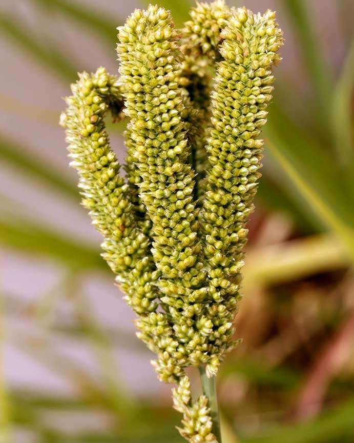 Picture of the cereal from which ragi is produced