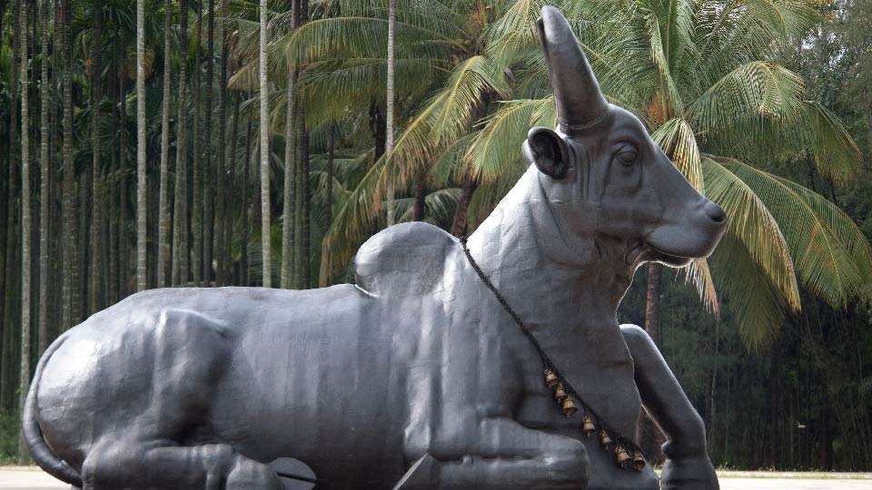 What Makes Nandi A Meditative Bull?