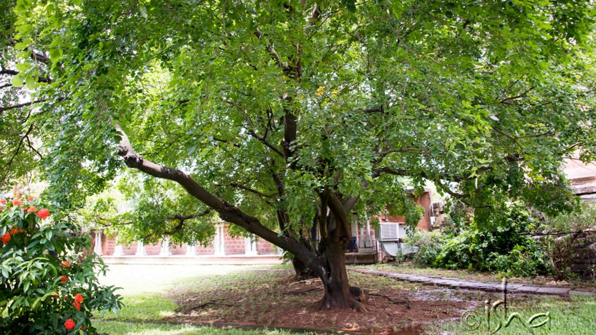 Can Trees Support In Creating A Meditative Space?