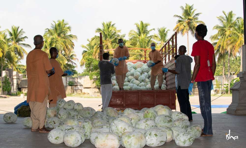 A truck load of ash gourd with people unloading.