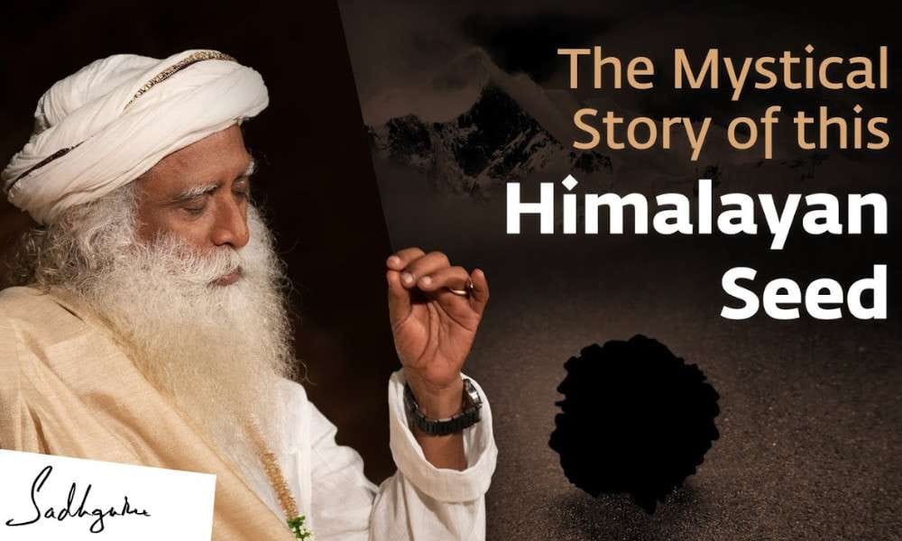 Sadhguru Wisdom Video | The Mystical Story of this Himalayan Seed | Sadhguru
