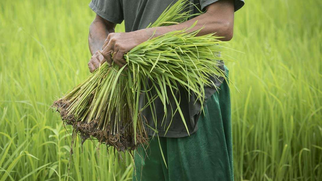 Securing India’s Food and Water Security