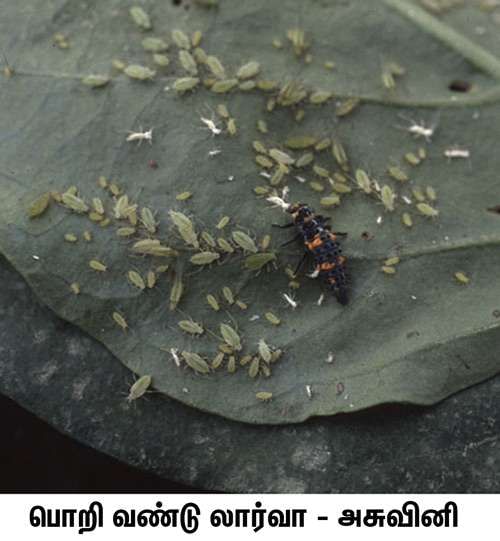 Coccinellid_larva-_aphids