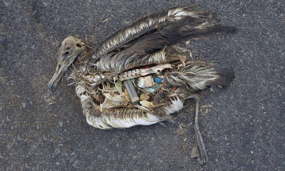 The unaltered stomach contents of a dead albatross chick photographed on Midway Atoll National Wildlife Refuge in the Pacific in September 2009 include plastic marine debris fed the chick by its parents.