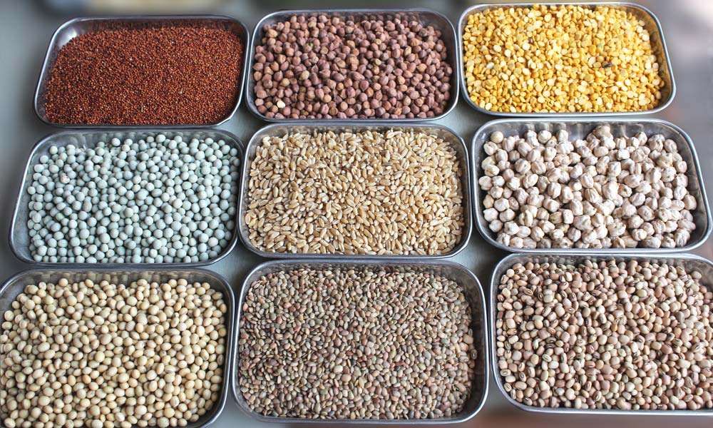 Indian Pulses and Cereals | How Intelligent Entrepreneurship Can Transform Rural India 