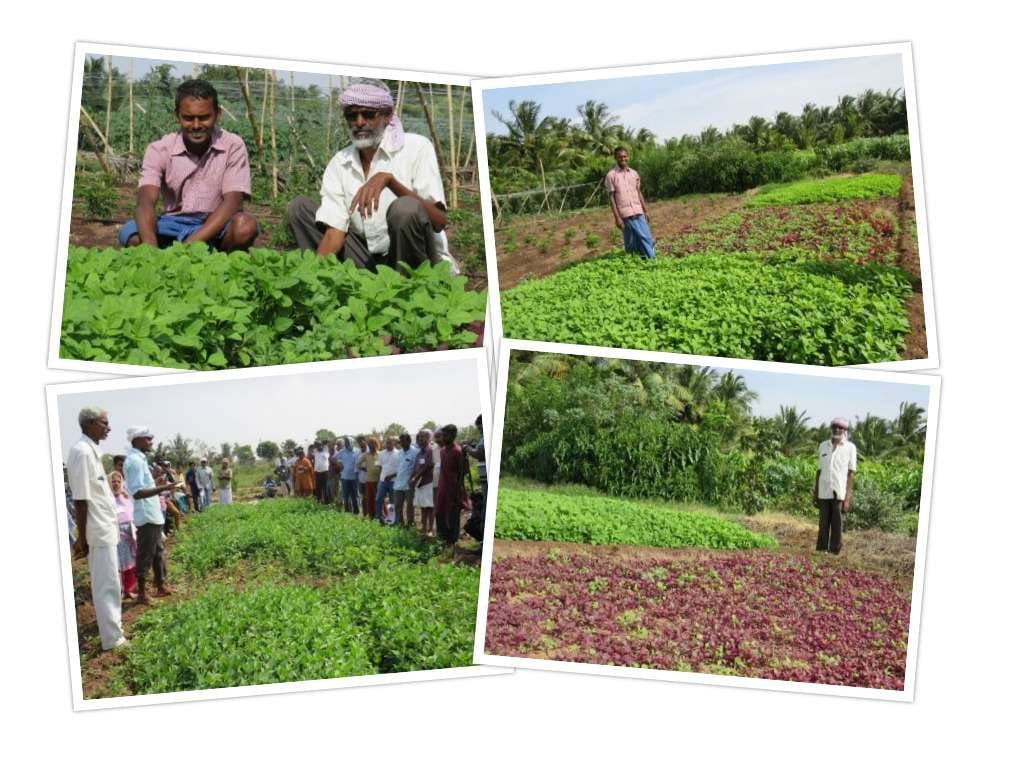 keerai-saagupadiyil-oru-munnodi-iyarkai-vivasayi-isha-tamil-blog