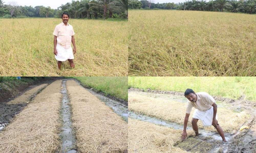 paddy-machine-cultivation