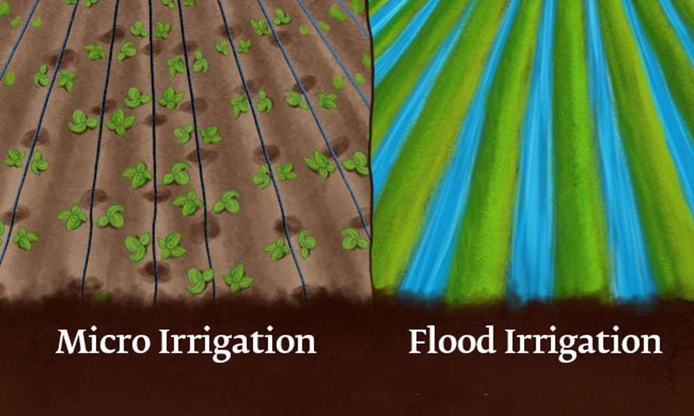 Why Micro-Irrigation is Better than Flood Irrigation