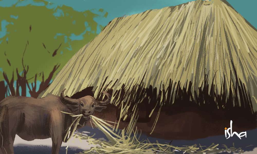 sadhguru wisdom article | a zen story - the buffalos tail