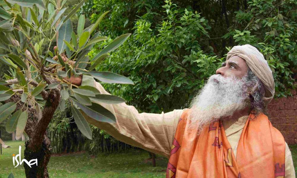 sadhguru wisdom article | freeing the farmers hands through agroforestry and micro-irrigation