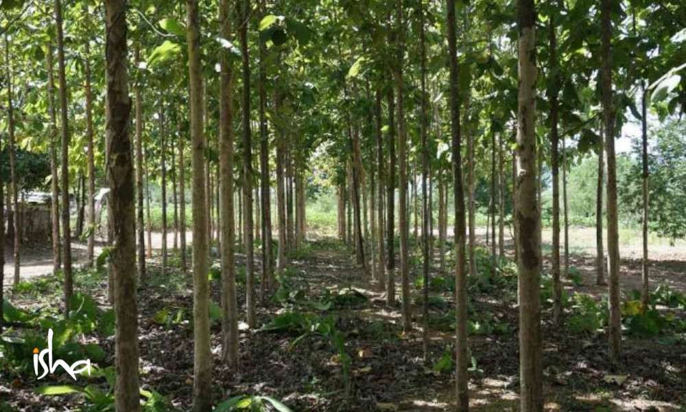 कृषि वानिकी (Agroforestry) से जुड़ी पूरी  जानकारी, क्या क्यों और कैसे