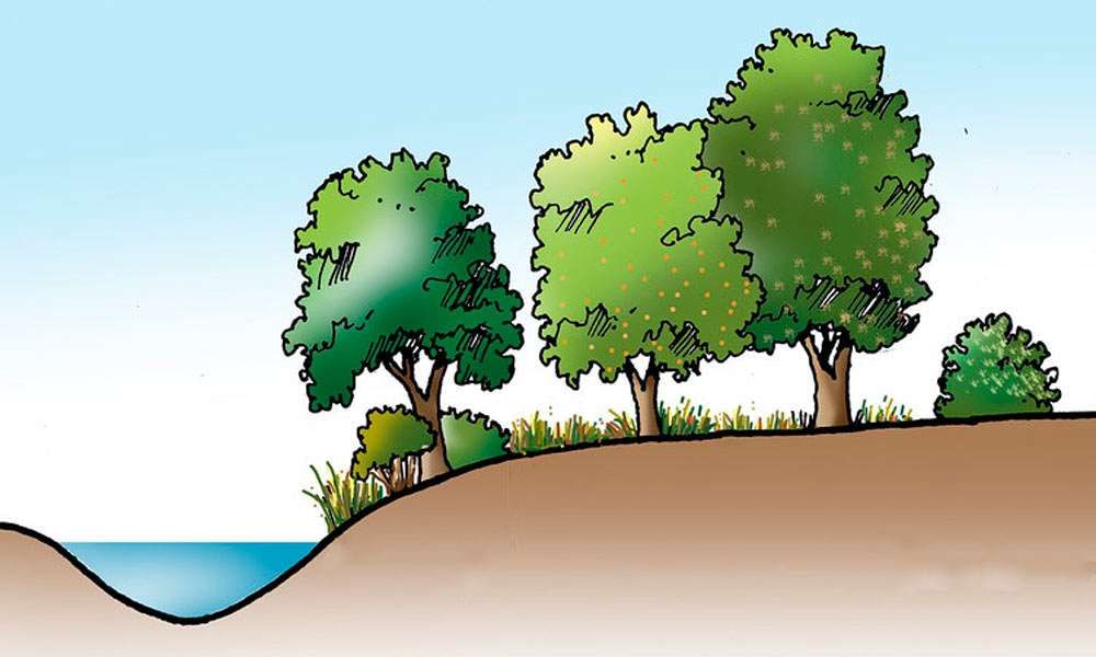 isha blog article | Agroforestry Along River Banks: How Exactly Do Trees Help?