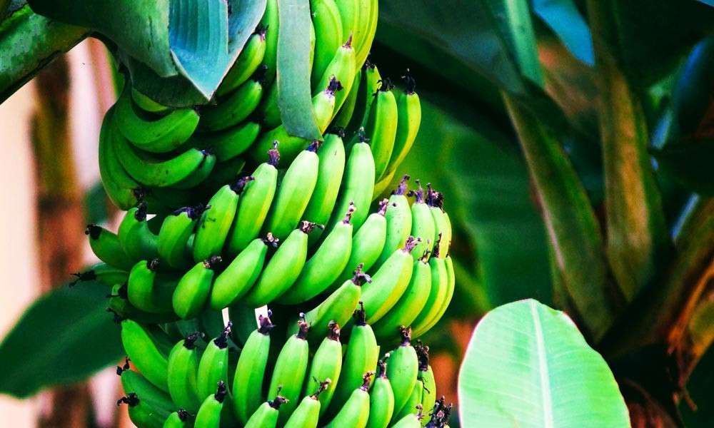 Isha Blog Article | 10 Incredible Health Benefits of Bananas