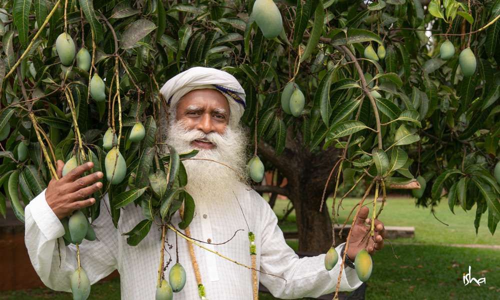 sadhguru under mango tree