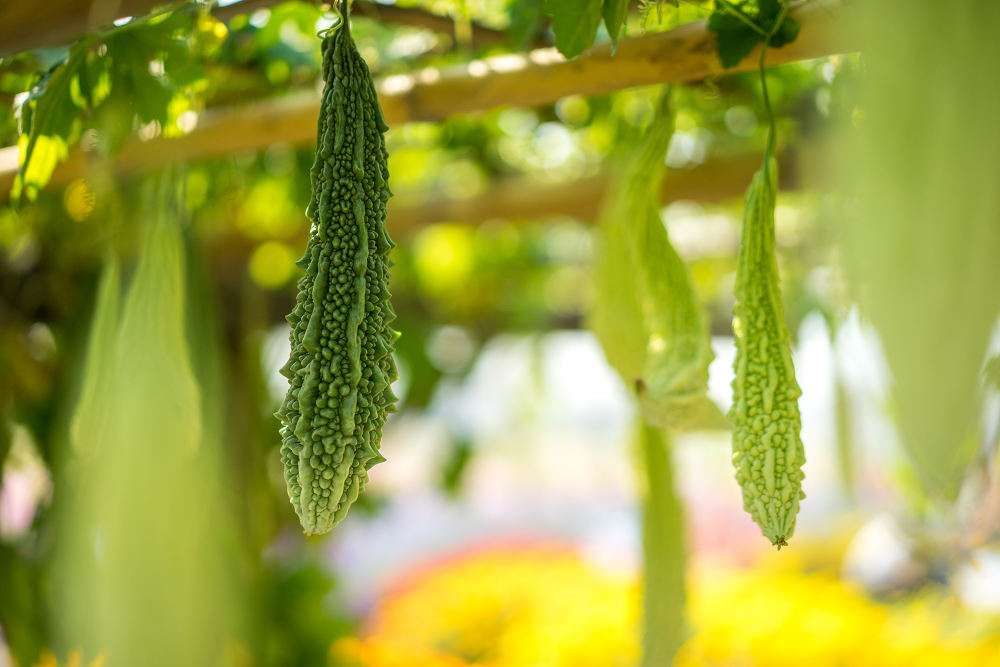 பாகற்காய், Bitter Gourd in Tamil  