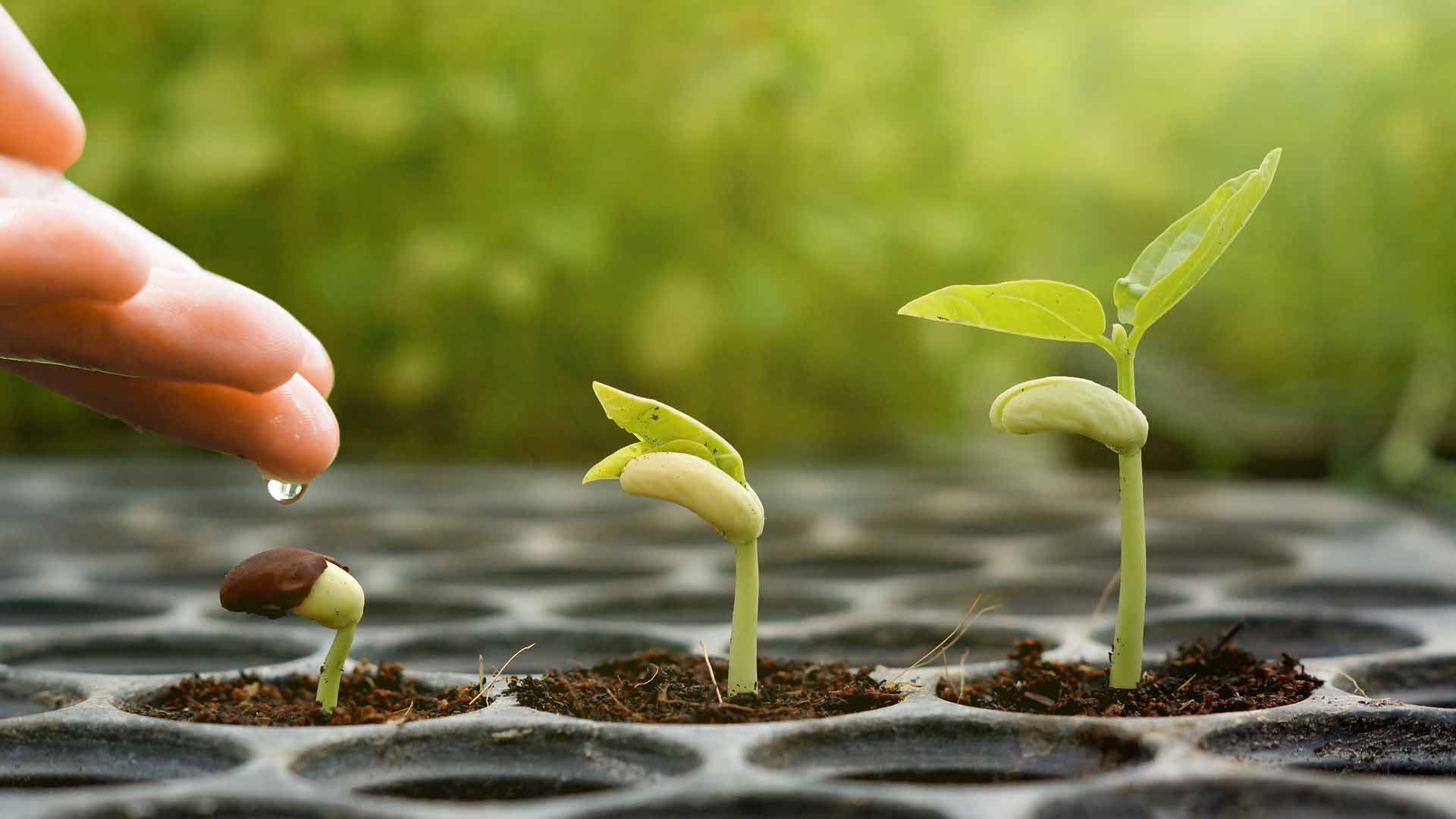 3 I’s for Spiritual Growth – Letting the Sacred Seed Grow