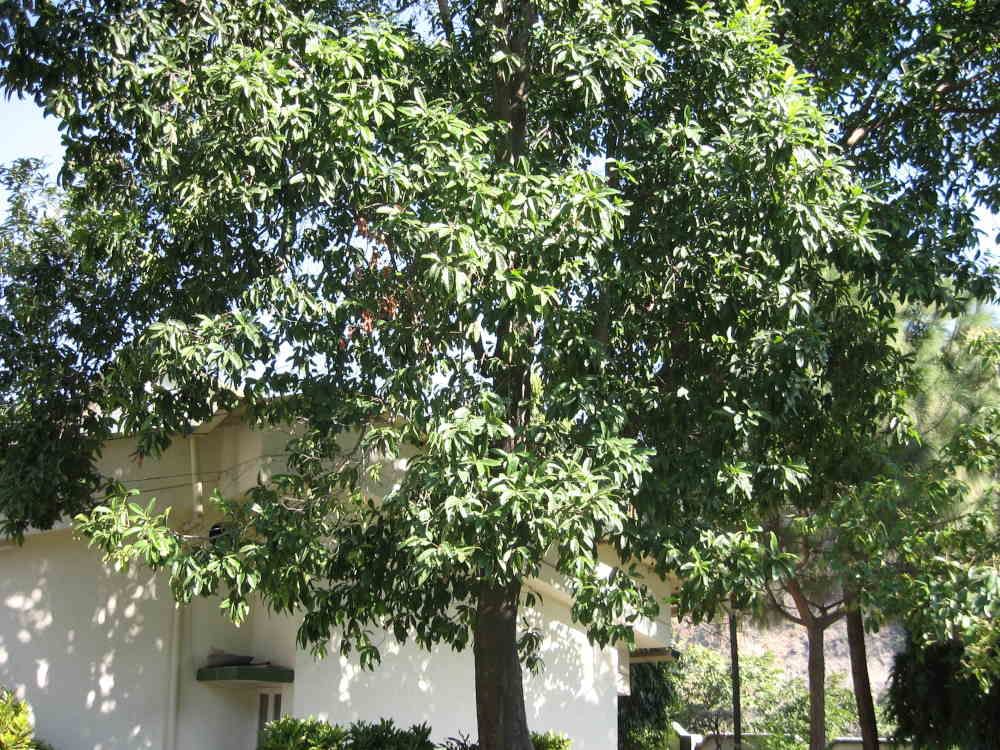 ruthratcham tree, ருத்ராட்ச மரம்