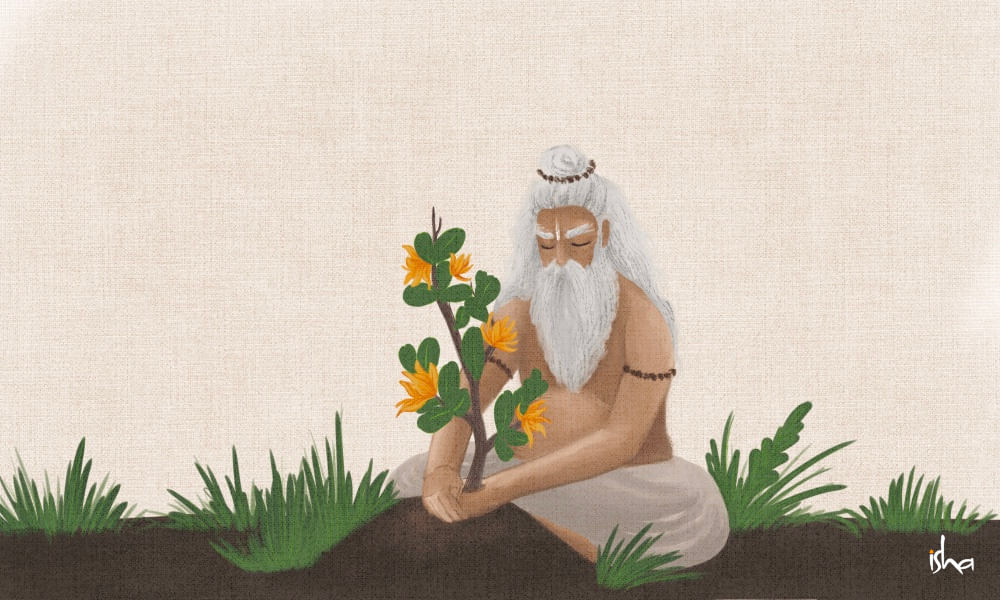 drawing of agastya muni while planting the fragrant flower by isha