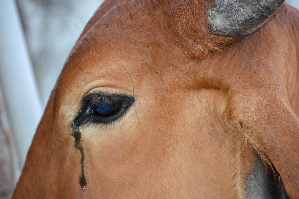 கண்ணீர் சிந்தும் பசு மாடு, Cow Sheds Tears