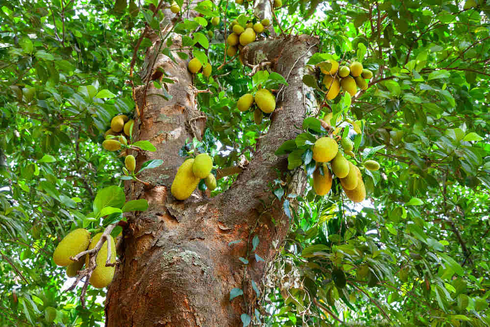 Jackfruit Tree, பலாப்பழம், பலாமரம், Fruits Benefits in Tamil, பழங்களின் பயன்கள், பழங்கள், Fruits in Tamil