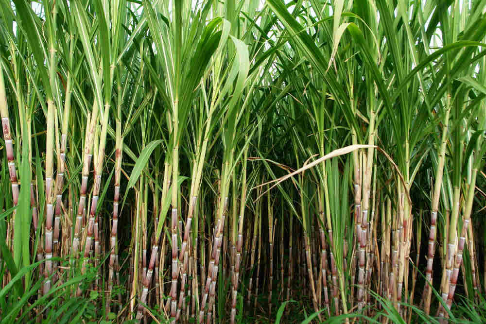 கரும்பு, Sugarcane