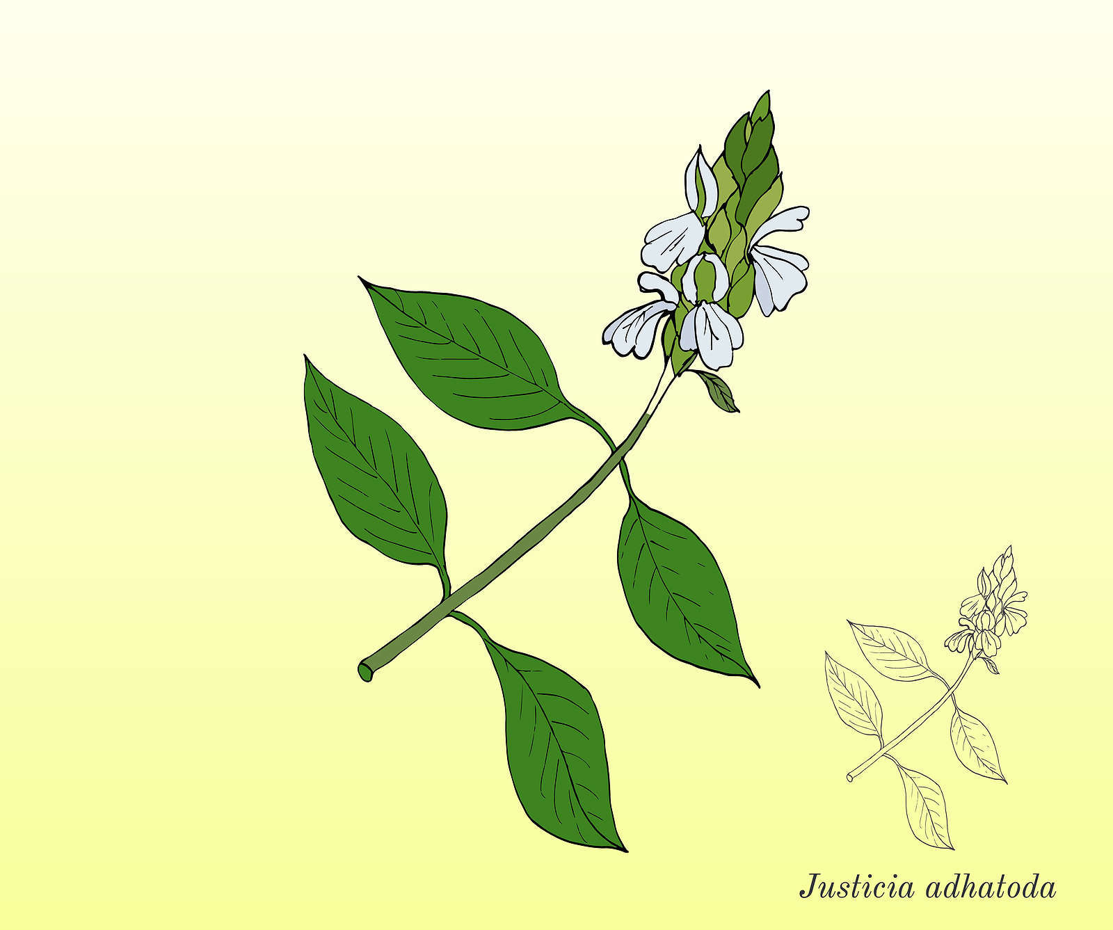 ஆடாதோடை பயன்கள், Adathodai Plant Uses in Tamil