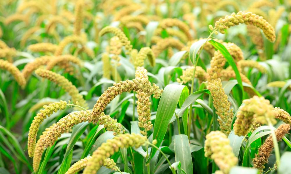 foxtail millet crop