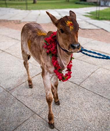 Gau Seva