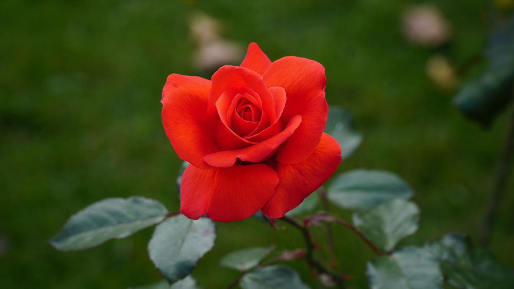 ரோஜா, Rose Flower