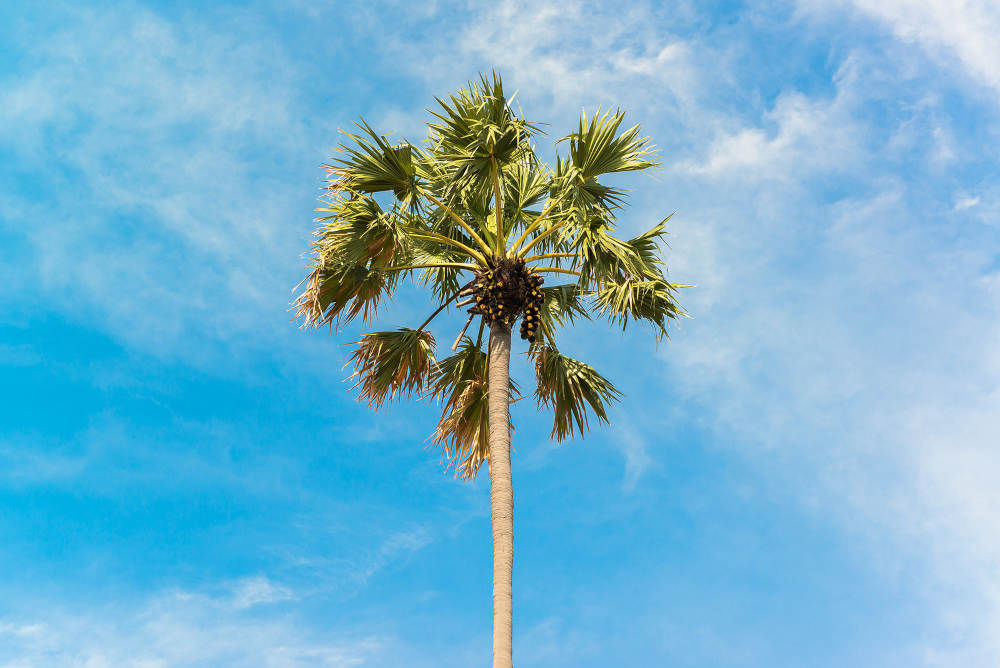 பனை மரம், Palm Tree