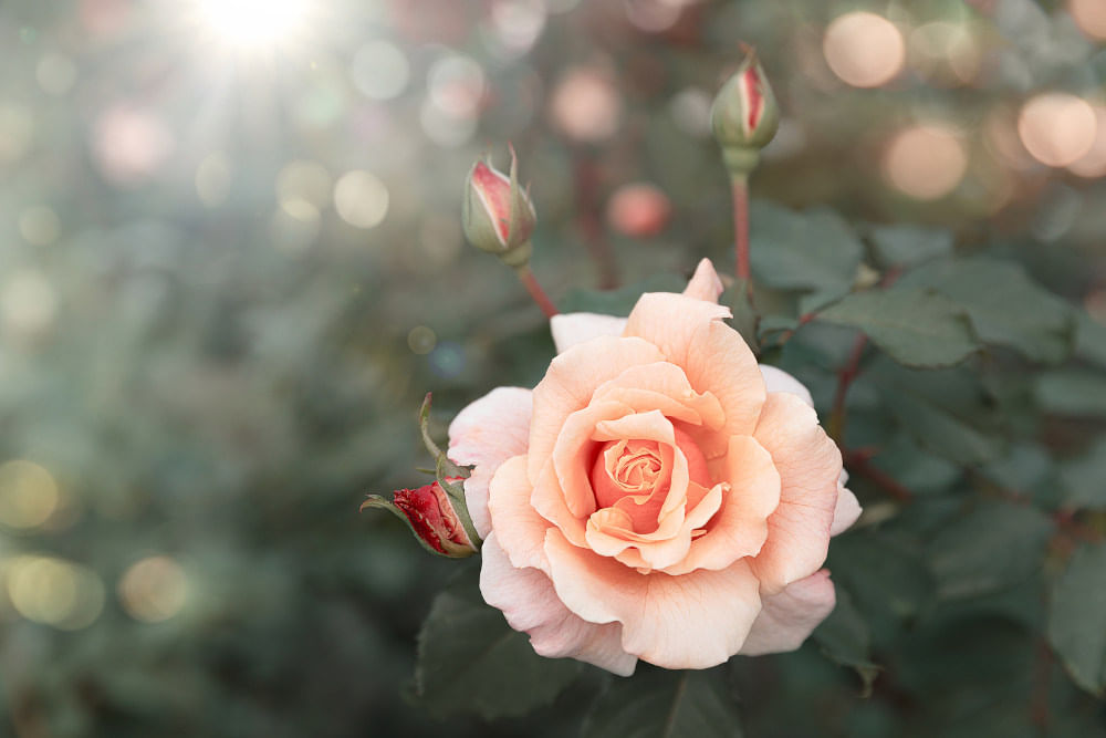 Rose Flower, ரோஜா