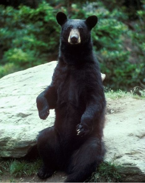 sitting-straight-bear