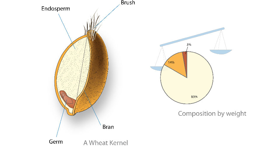 foodtoavoid-tamilblog-wheatkernel