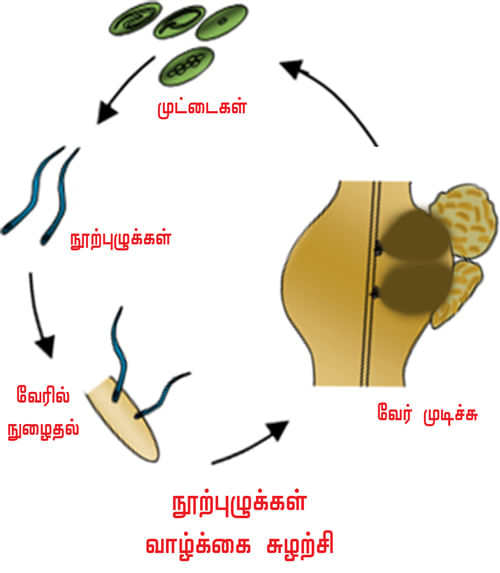 Nematode life cycle
