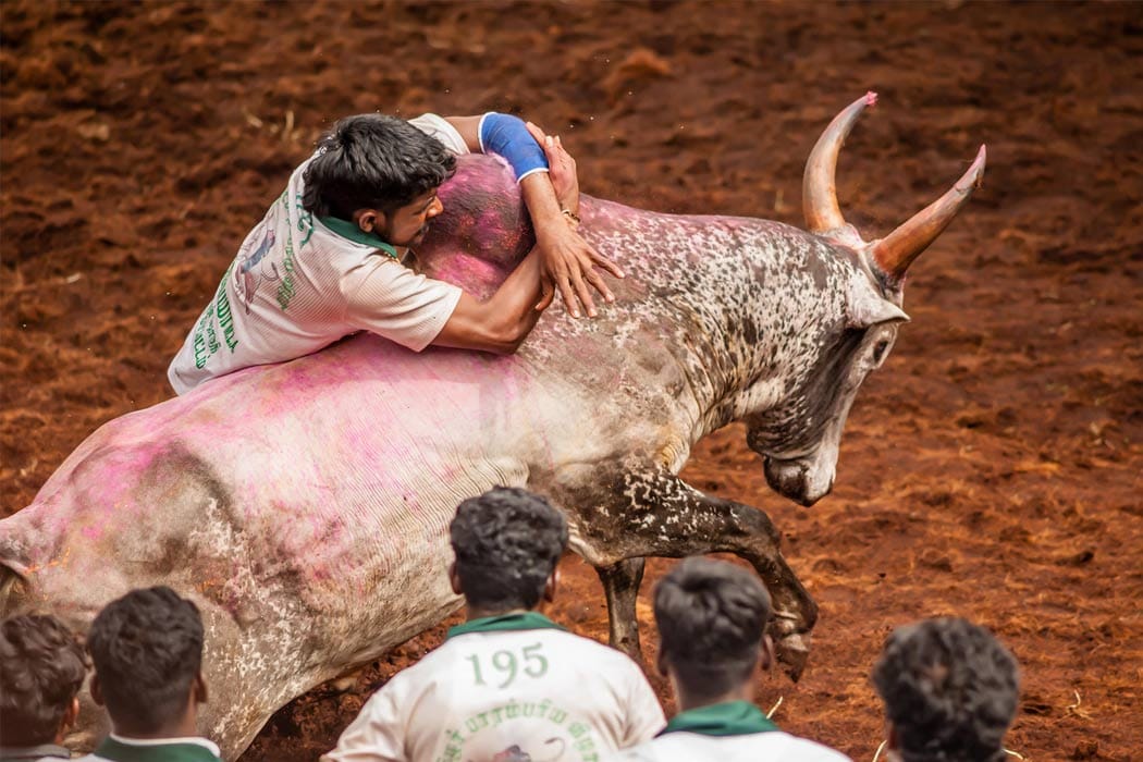 jallikattu