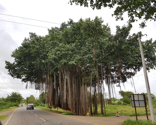 day-5-caca-big-banian-tree