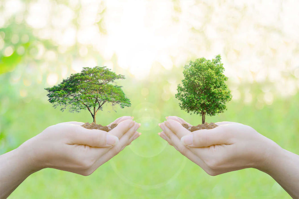 Tree planting, உலக சுற்றுச்சூழல் தினம், World Environment Day in Tamil