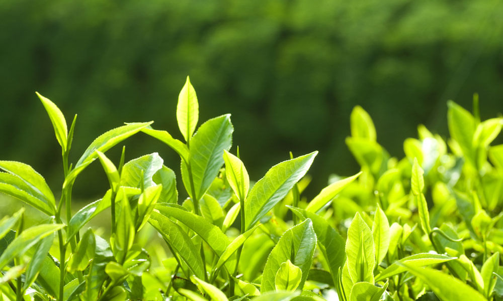 Tea leaf, தேநீர்