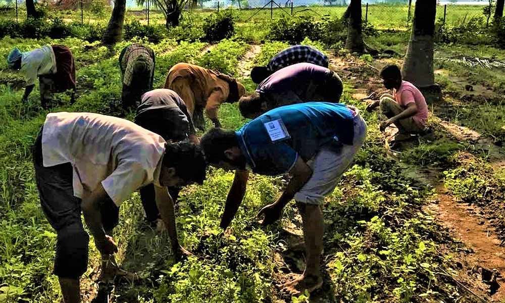 Nadi Veeras harvest Fenugreek in a farm near Isha Yoga Center