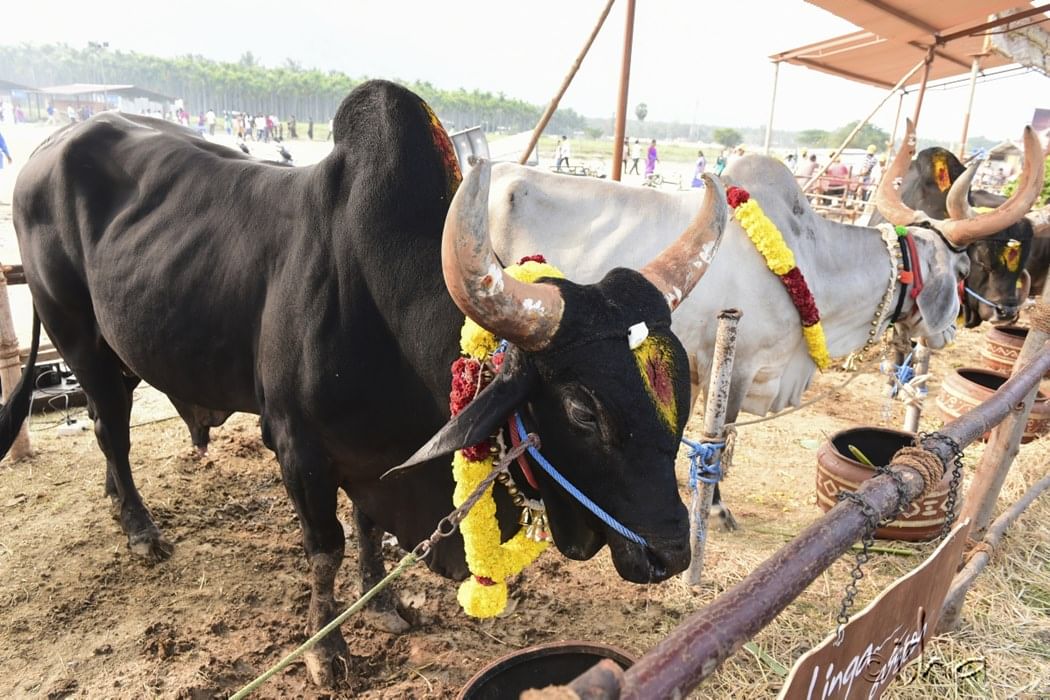 mattu pongal at isha