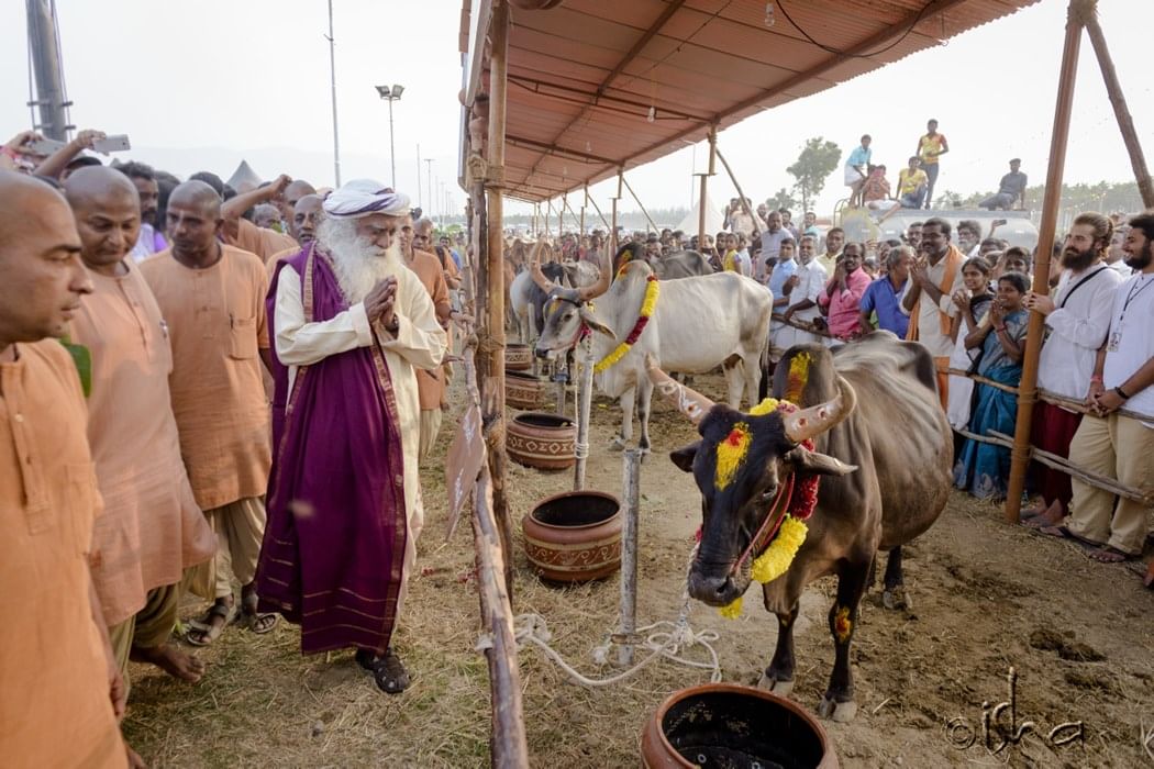 mattu pongal at isha