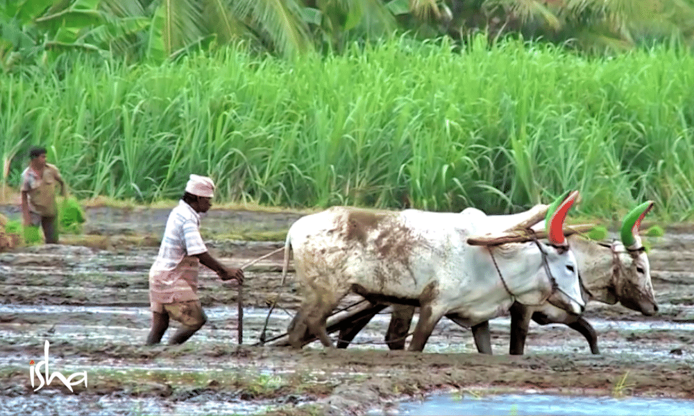 freeing-farmers-hands-agroforestry-micro-irrigation-ploughing-the-field-pic.jpg