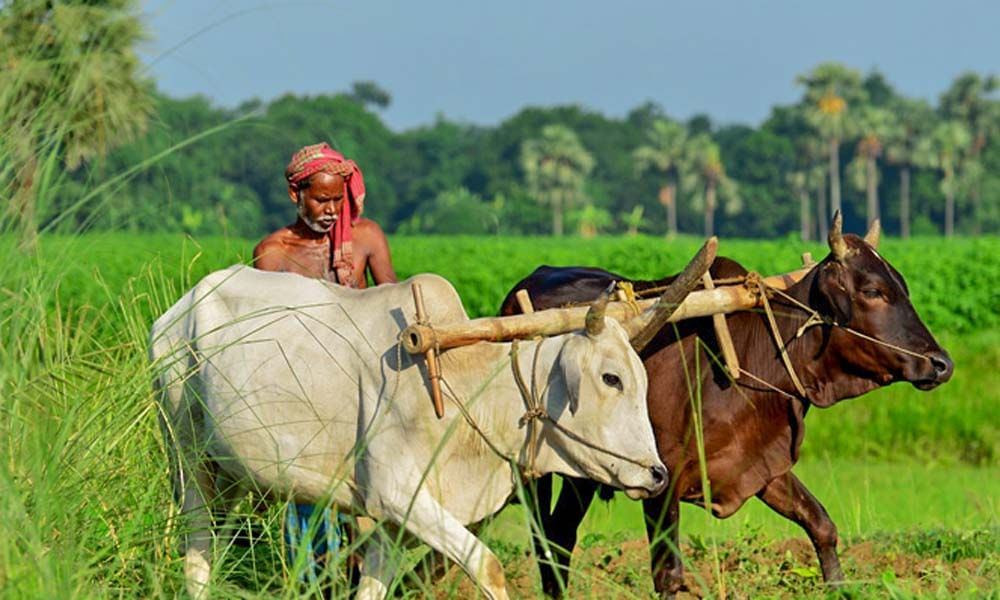 Farmer ploughing with cows